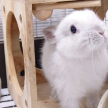 とけます。。その甘えっぷり☆　ネザーランドドワーフラビット～～