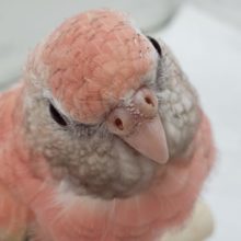 アキクサインコ 秋草インコ の販売一覧 東京からもほど近い 千葉県 神奈川県 埼玉県のペットショップ