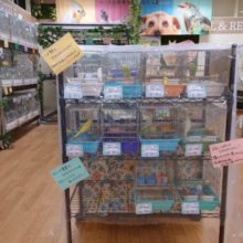 ご好評いただきましたので期間延長です☆夏休み企画！ひな餌卒業セキセイさん、いっぱい！！