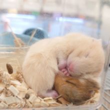 ご好評につき♫期間延長！夏休み企画！ハムちゃんは可愛い〜ねっ