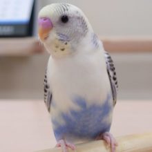 最新画像になります☆　７・１８　ちょっと珍しいカラー？セキセイインコ (ハルクイン)