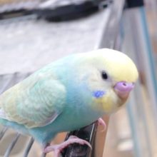 頭のぶわぁぁっ　が、たまりません♫　セキセイインコ　パステルカラーレインボー☆