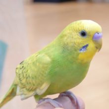 ほっこり気分にさせてくれる可愛いコっ　セキセイインコ、スパングル～～