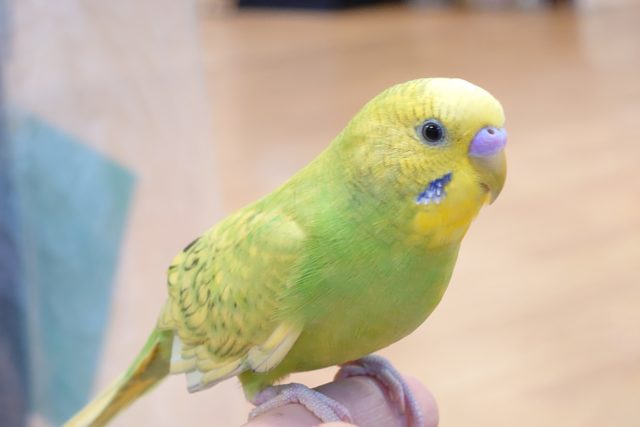 ほっこり気分にさせてくれる可愛いコっ　セキセイインコ、スパングル～～