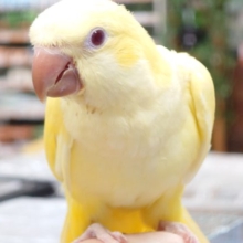 【注目◎】最新画像になります☆ 8/9 ウケケケーーーあんどワキワキ〜〜　オキナインコ　ルチノーですっ