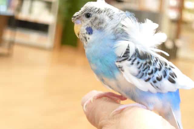 羽衣セキセイインコ