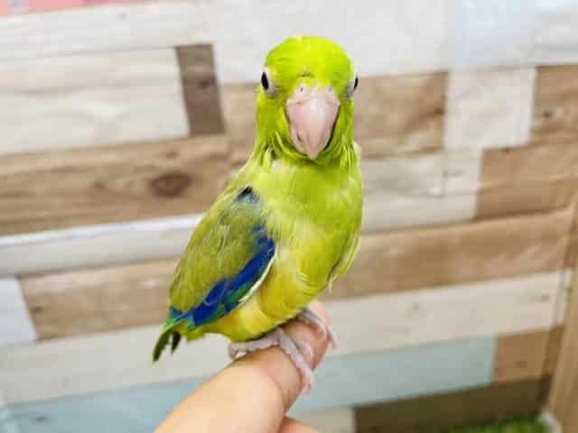 最新画像有り☆ご飯の催促が止まりません！！マメルリハインコパイドカラー♪