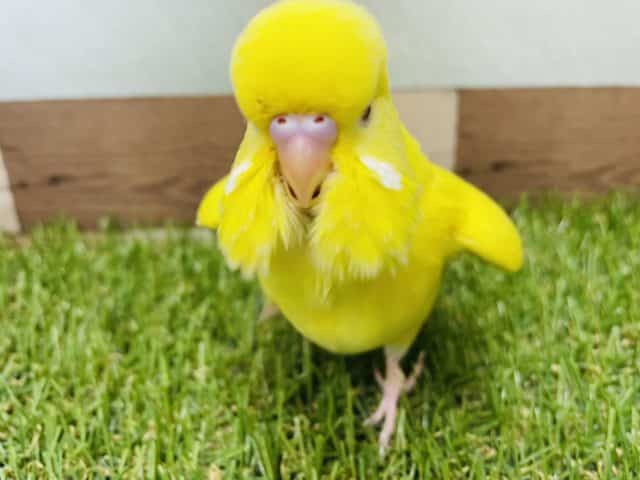 ジャンボセキセイインコ