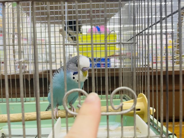 ジャンボセキセイインコ