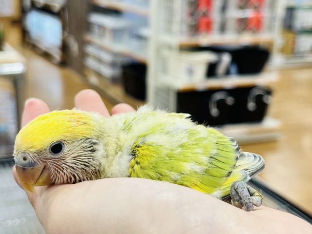 コザクラインコ（小桜インコ）