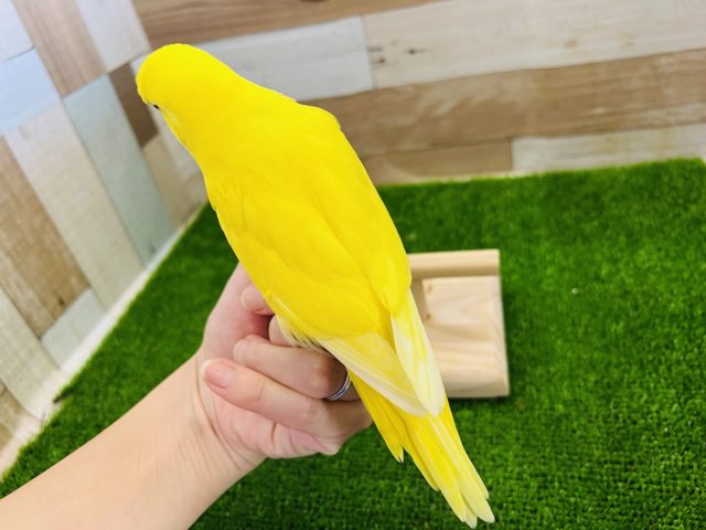 ジャンボセキセイインコ