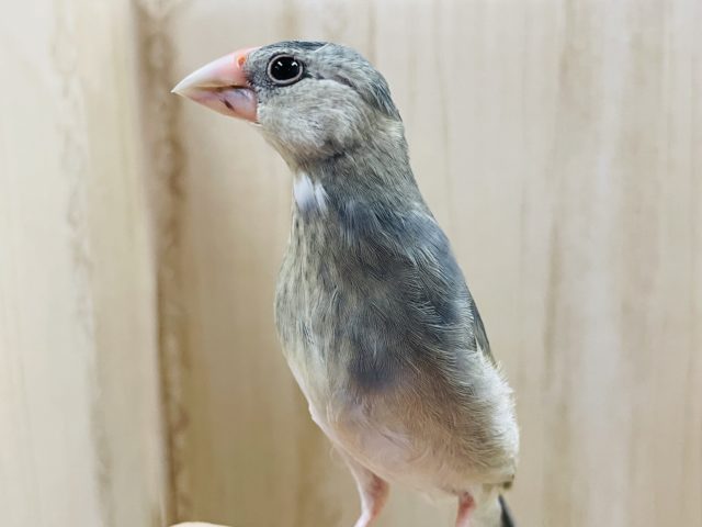 こんにちは♪桜文鳥さんのチェリーちゃん！！