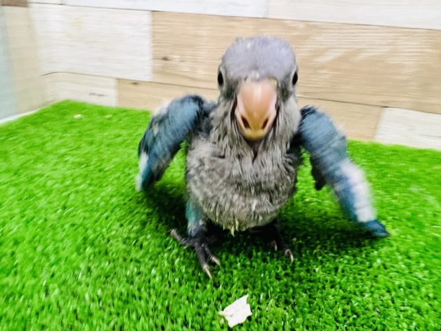 オキナインコ