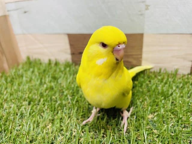 ジャンボセキセイインコ