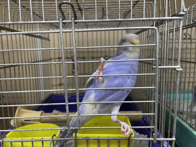 セキセイインコ