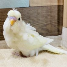 くるんっとオシャレさん♪淡く綺麗な羽衣セキセイインコ！