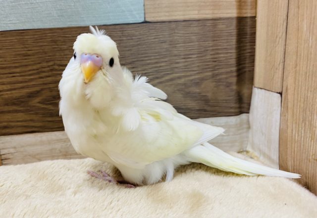 くるんっとオシャレさん♪淡く綺麗な羽衣セキセイインコ！