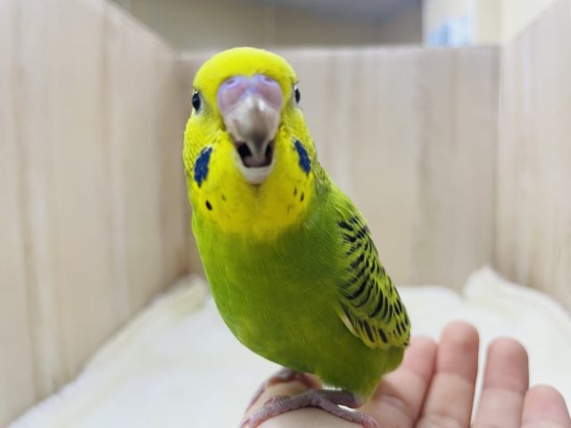 セキセイインコ