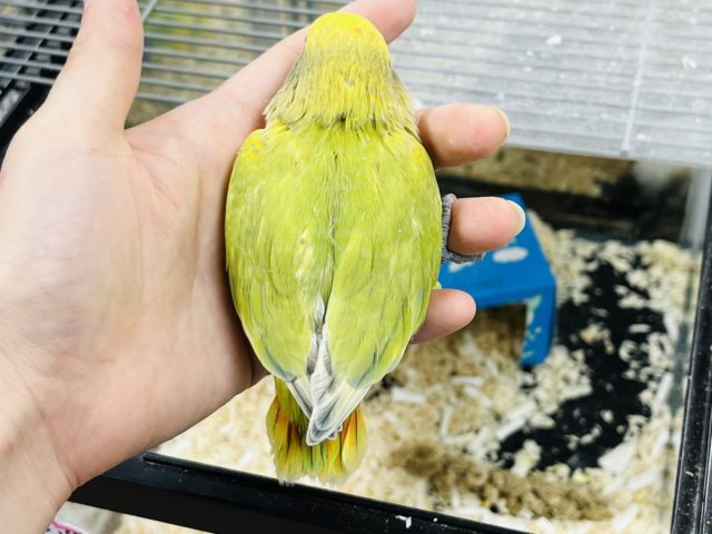 コザクラインコ（小桜インコ）