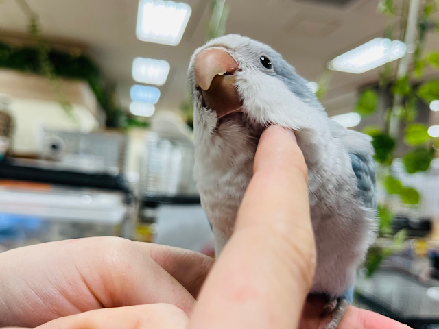 オキナインコ