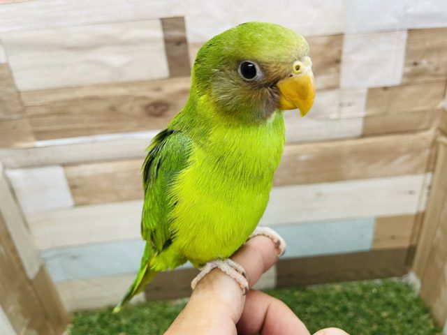 コセイインコ