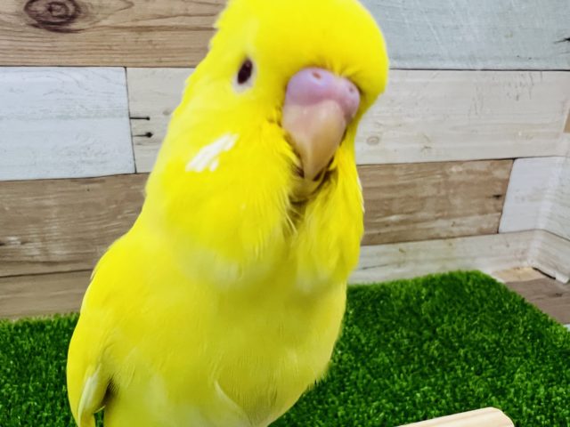 でかでかジャンボセキセイインコ！ルチノー