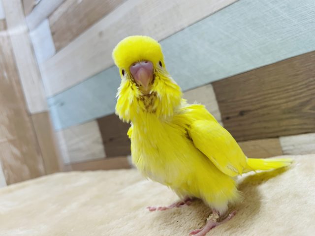 ジャンボセキセイインコ