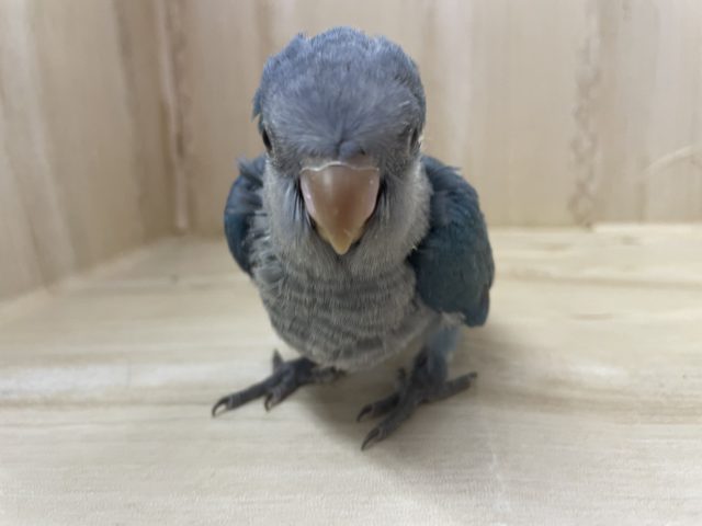 オキナインコ