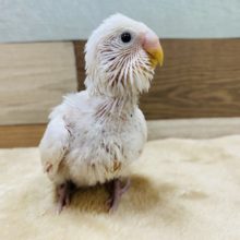 ちょこちょこ歩き回ります♪真っ白美白なセキセイインコ！