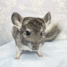 ふわふわ❤️チンチラ(グレー)男の子　2022年4月生まれ