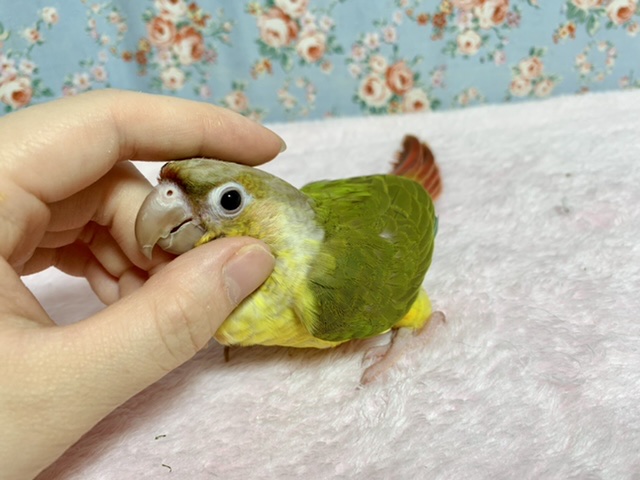 ホオミドリウロコインコ