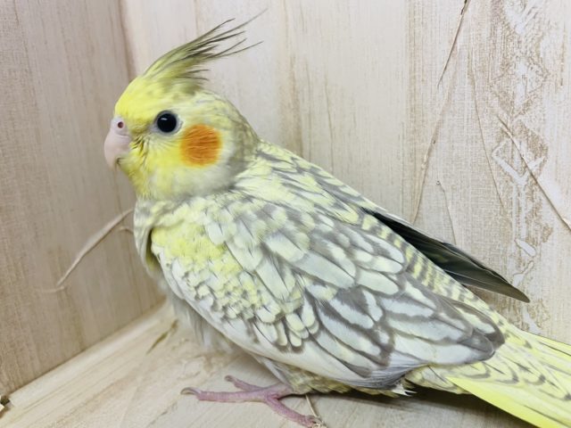 オカメインコ