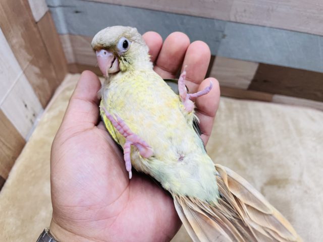 ホオミドリウロコインコ