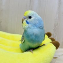 最新画像になります！！ねえお願い、こっち見て！ セキセイインコ レインボー