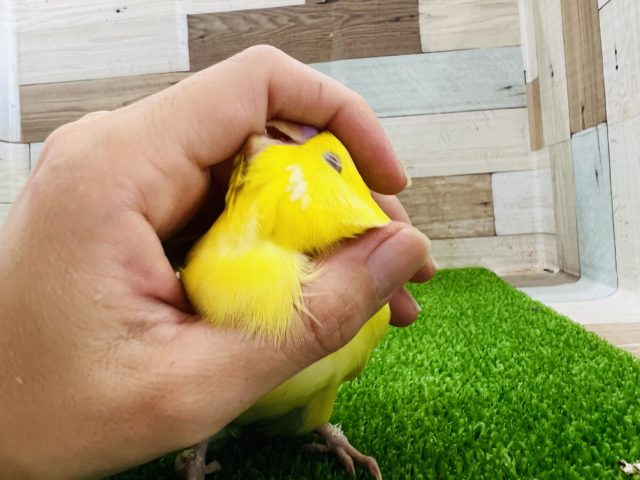 ジャンボセキセイインコ