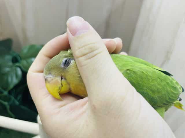 コザクラインコ（小桜インコ）