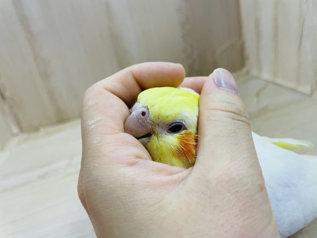 オカメインコ