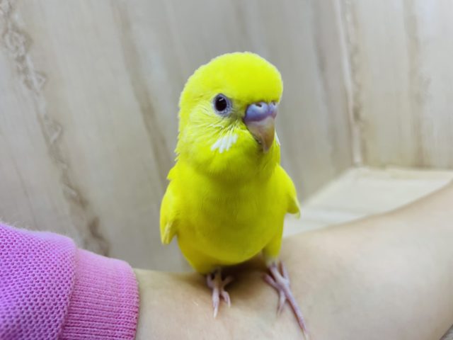 最新画像あります！レモンカラー🌟🌟🌟 の赤目さん！ セキセイインコ ルチノー