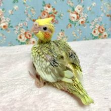 オカメインコ  シナモンパール  7/9
