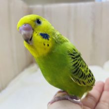 最新画像になりますよ★きょとん顔が可愛いんです(  ‘  ‘  )♡ セキセイインコ オパーリン