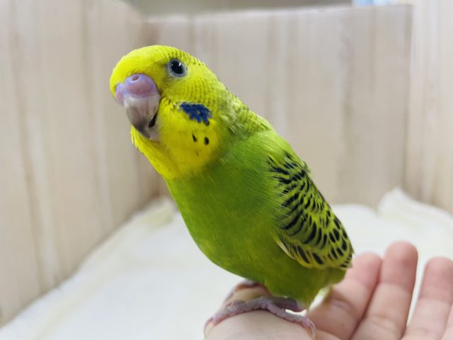 最新画像になりますよ★きょとん顔が可愛いんです( ‘ ‘ )♡ セキセイインコ オパーリン