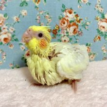 オカメインコ  ルチノー    7/9