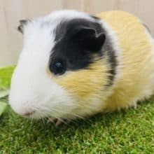 もぐもぐ画像になりますよ！！色合いがお気に入りです✨　モルモット　イングリッシュ