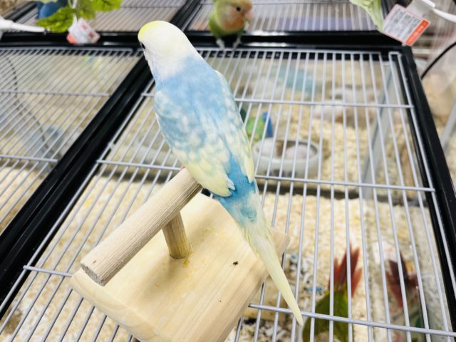 セキセイインコ