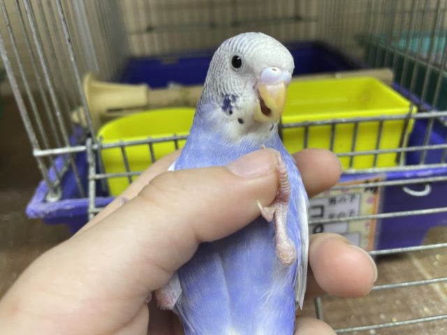 最新画像になりますよ！深めな色合いが魅力的です！！　セキセイインコの「レンちゃん」いますよ〜