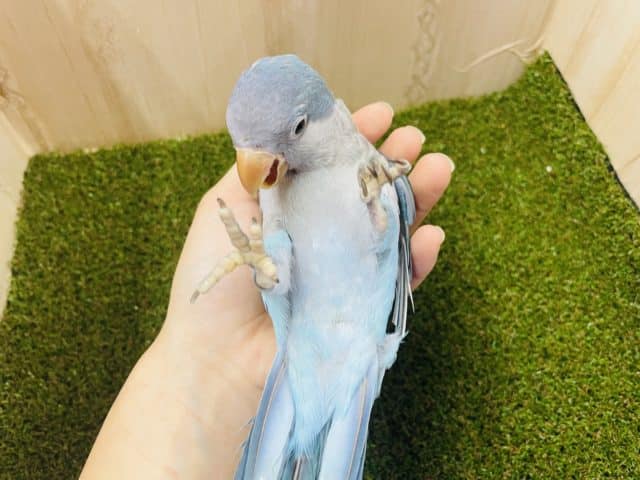 オキナインコ