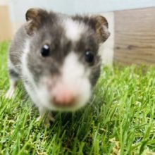 最新画像有り☆白黒模様のドミノハムスターやって来ました〜♪