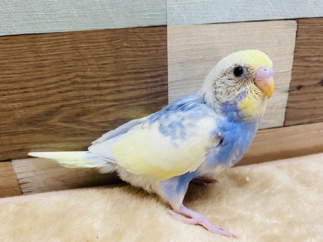 空と雲のような模様が素敵なセキセイインコ♪パステルレインボーパイド！