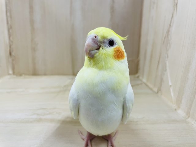 オカメインコ