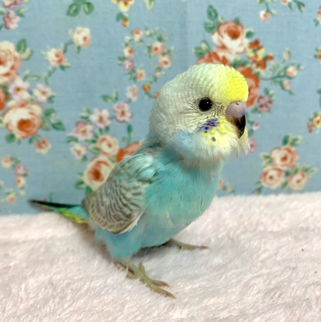 24☆セキセイインコ☆レインボースパングル 淡色 - その他